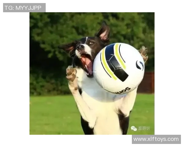 足球明星与猫狗亲密互动展现温暖一面引发粉丝热议